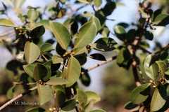 Ficus lacor